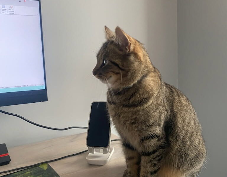 Zaginął Kotek Charlotte🐾