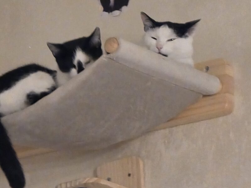 Zaginęła kotka błagam o pomoc 😪