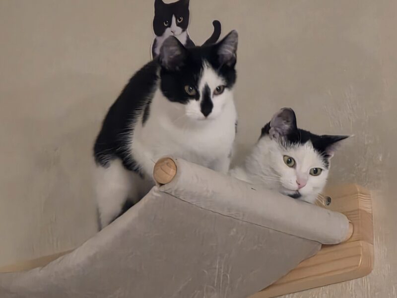 Zaginęła kotka błagam o pomoc 😪