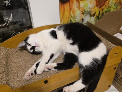 Zaginęła kotka błagam o pomoc 😪