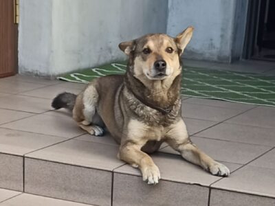 Zaginął Piesek - Azorek