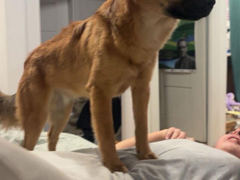 Szczeniaki 8 miesięcy Tokyo