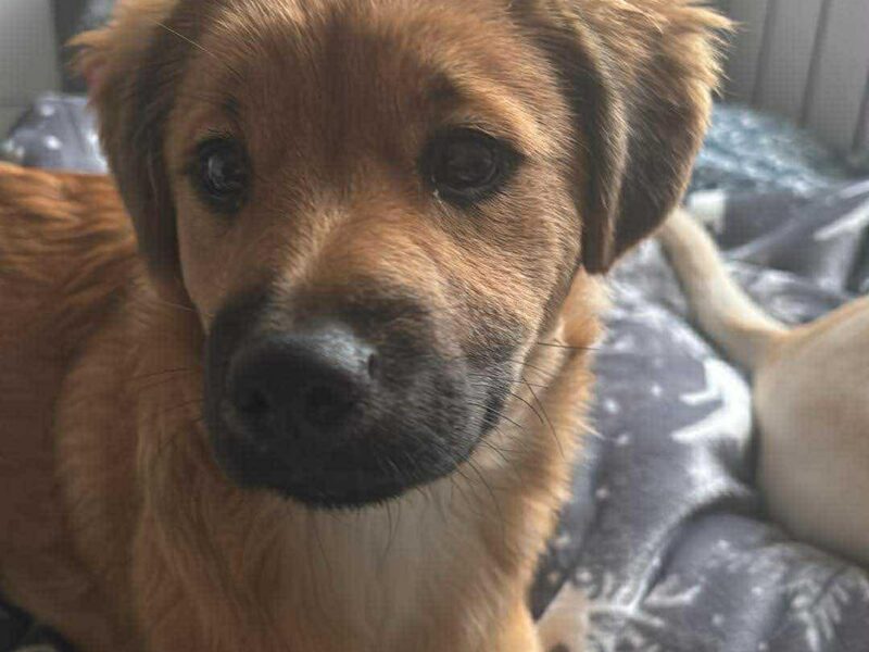 Szczeniaki 8 miesięcy Tokyo