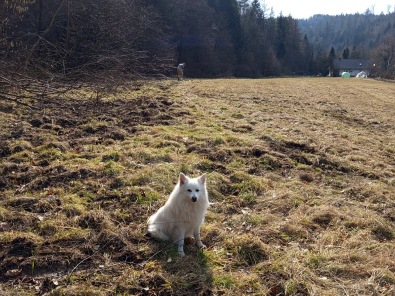 Szukamy naszego pieska!