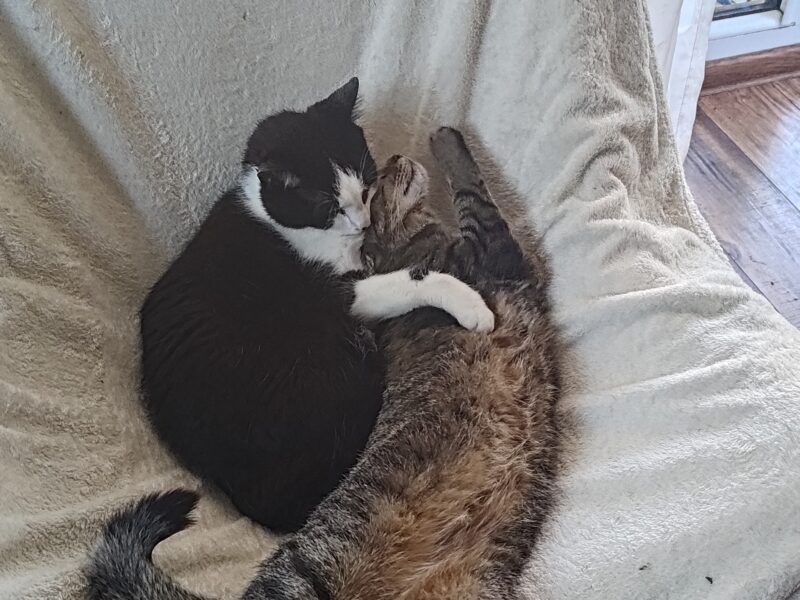 Zaginęła kotka Hewra