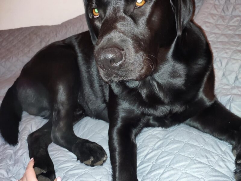 Zaginał pies Karbo !