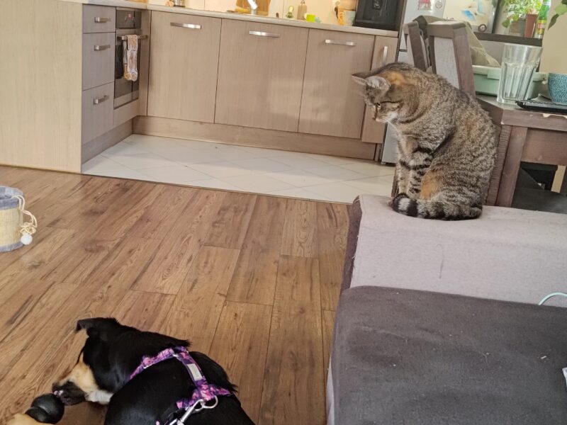 Zaginęła kotka Hewra