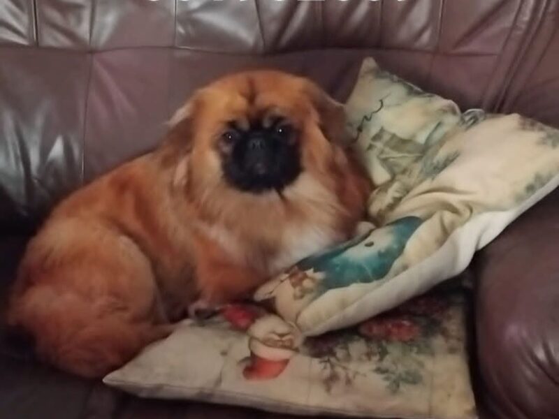 Zaginął Piesek Lilo