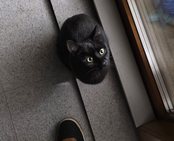 Zaginął Kotek Puszek