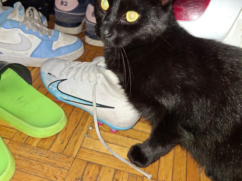 Zaginął Kotek Puszek