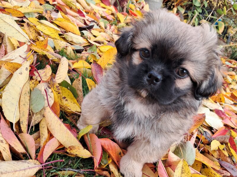 Zaginął piesek Koko