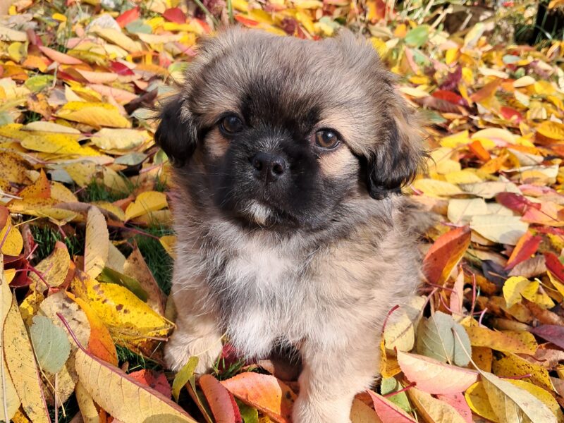 Zaginął piesek Koko