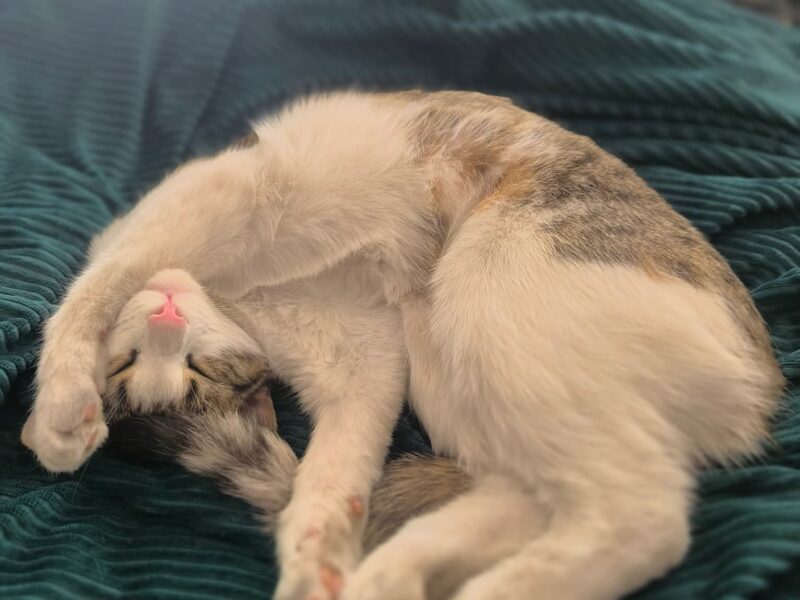 Zaginęła kotka Atencja