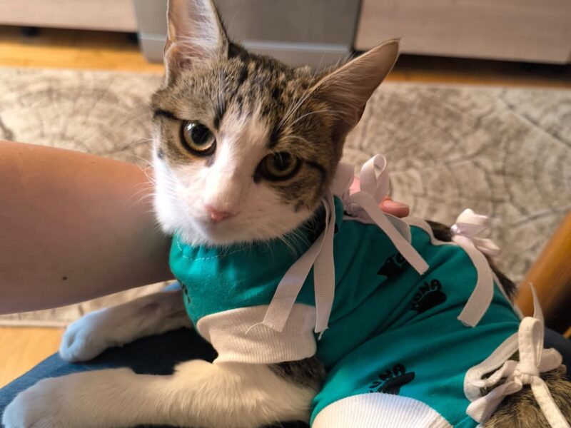 Zaginęła kotka Atencja