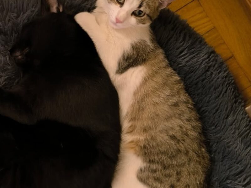 Zaginęła kotka Atencja