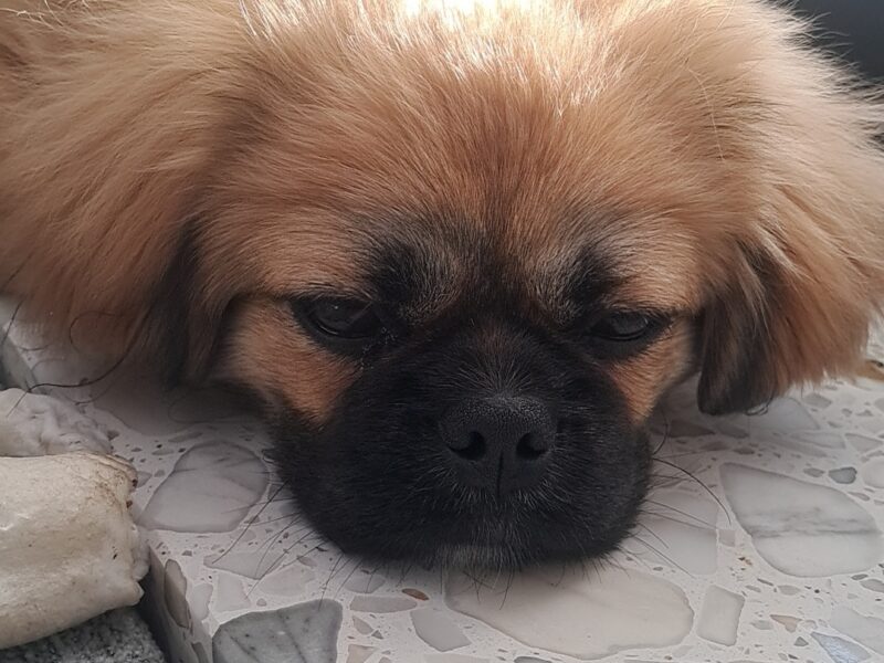 Zaginął piesek Koko