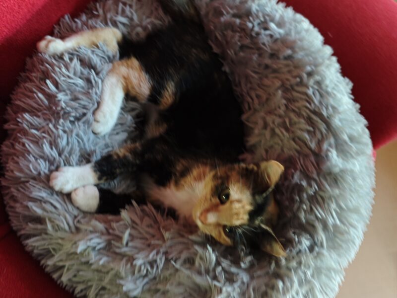 Zaginęła Kotka tricolorka