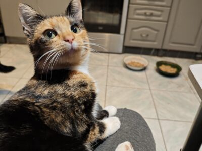 Zaginęła Kotka tricolorka