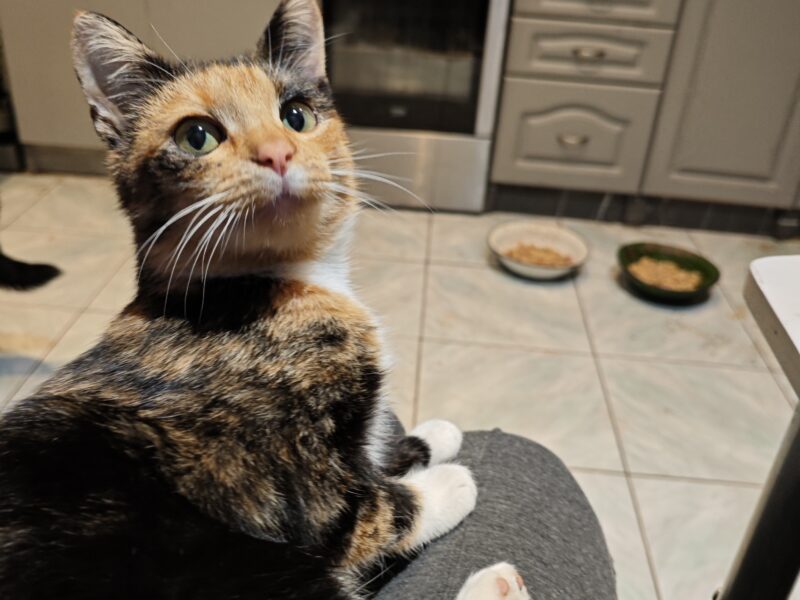 Zaginęła Kotka tricolorka