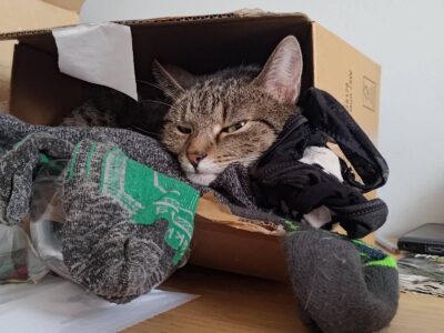 Zaginęła kotka Hewra