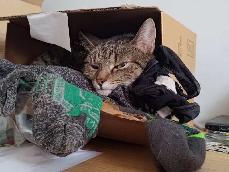 Zaginęła kotka Hewra