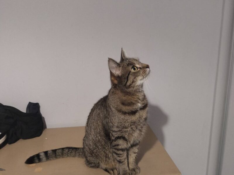 Zaginęła kotka Hewra