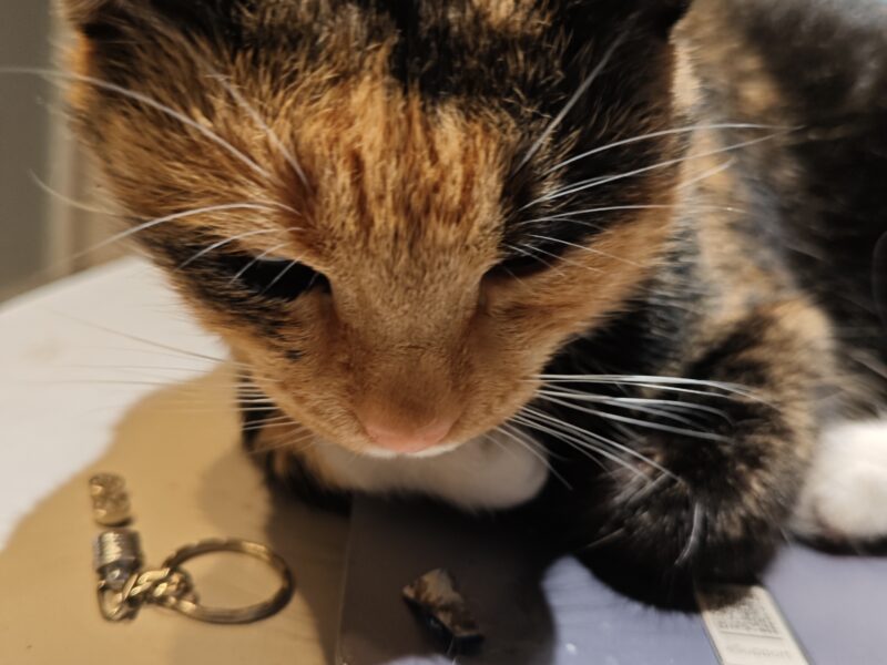 Zaginęła Kotka tricolorka