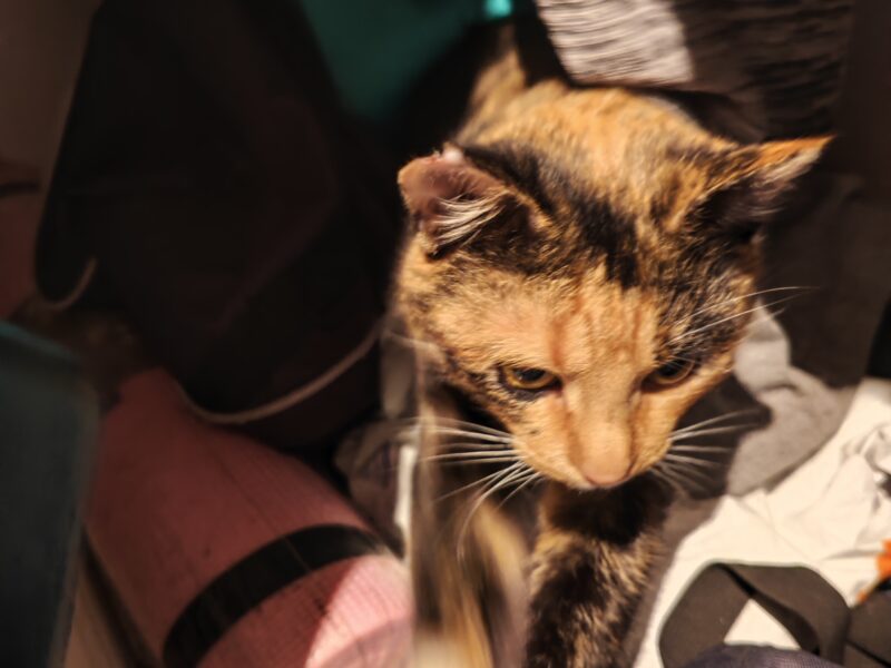 Zaginęła Kotka tricolorka