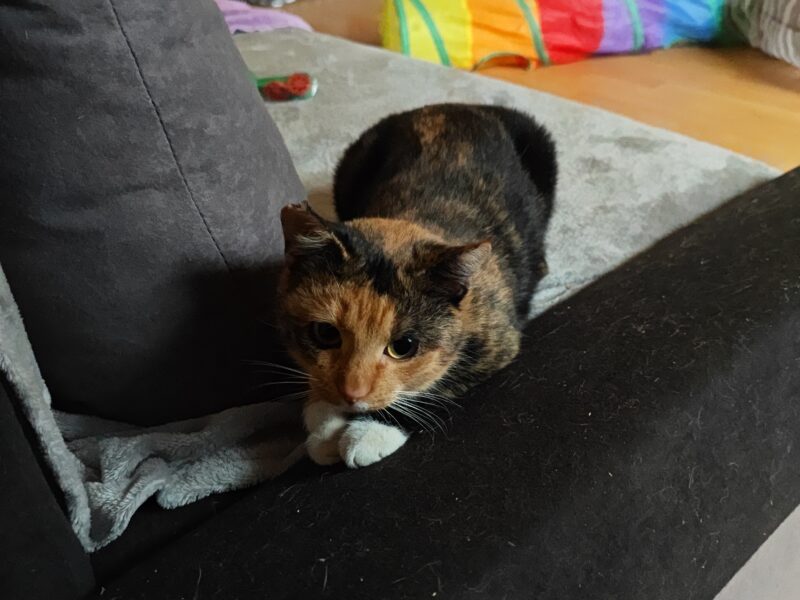 Zaginęła Kotka tricolorka