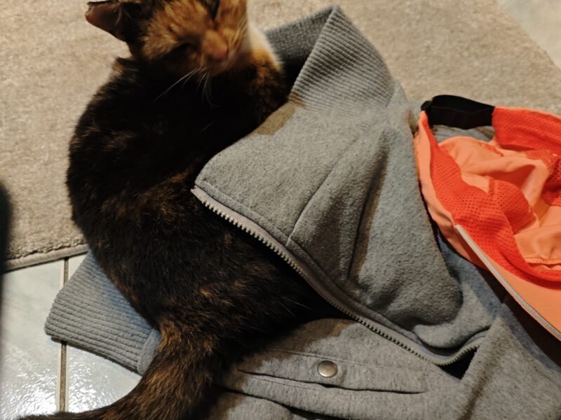 Zaginęła Kotka tricolorka