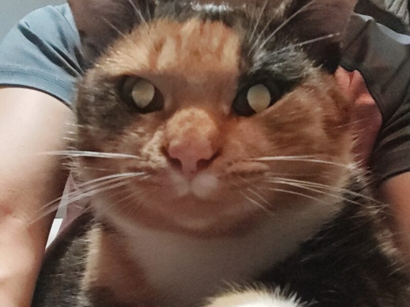 Zaginęła Kotka tricolorka