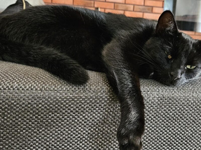 Zaginęła kotka Pumcia w miejscowości bykowce