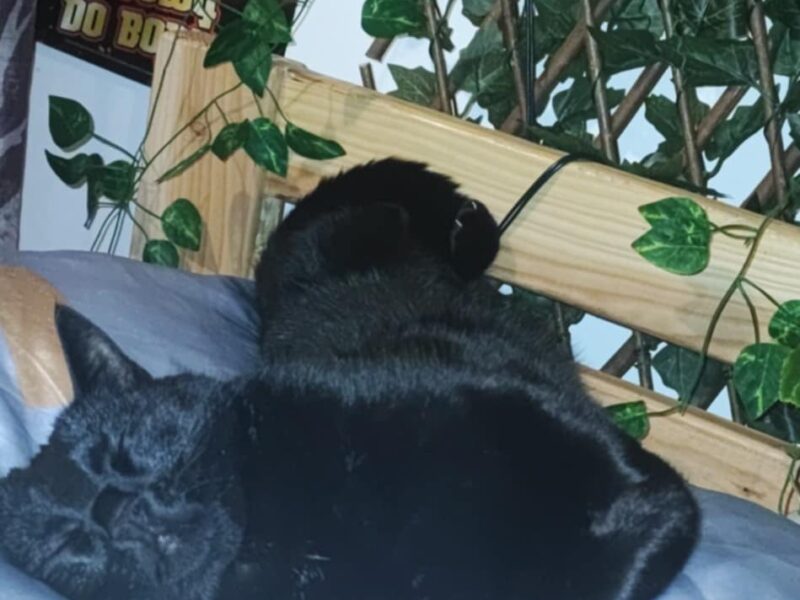 Zaginęła kotka Pumcia w miejscowości bykowce