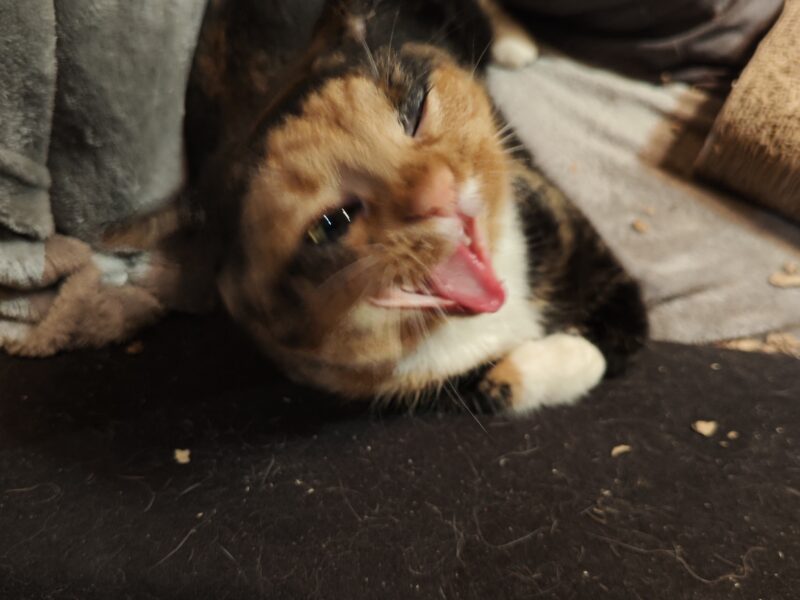 Zaginęła Kotka tricolorka