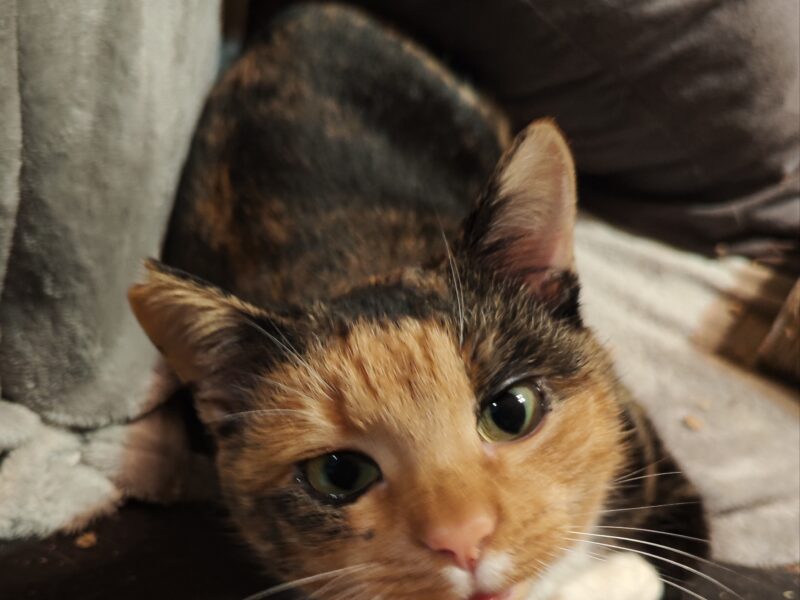 Zaginęła Kotka tricolorka