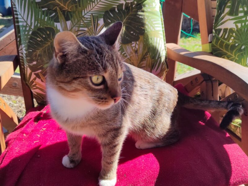 Zaginęła kotka Zuzia