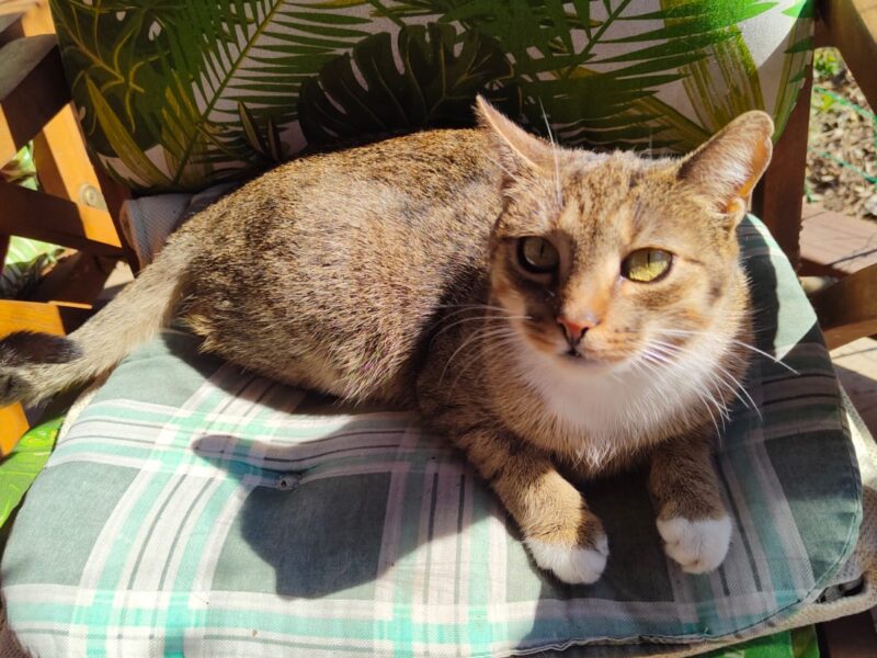 Zaginęła kotka Zuzia