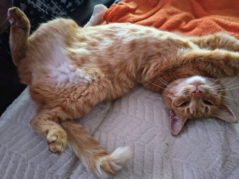 Zaginął nasz kotek Rudy