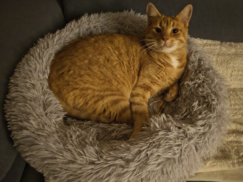 Zaginął nasz kotek Rudy