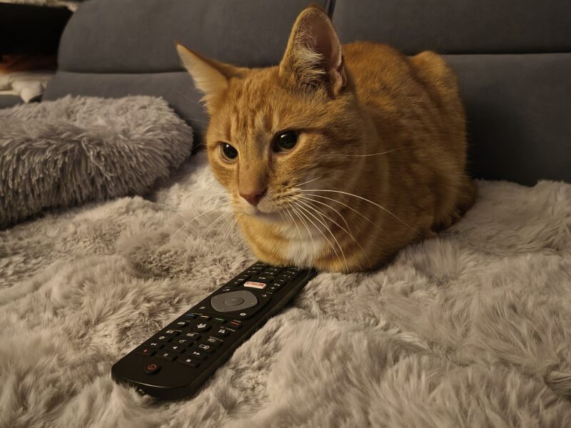 Zaginął nasz kotek Rudy