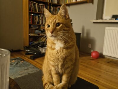 Zaginął nasz kotek Rudy