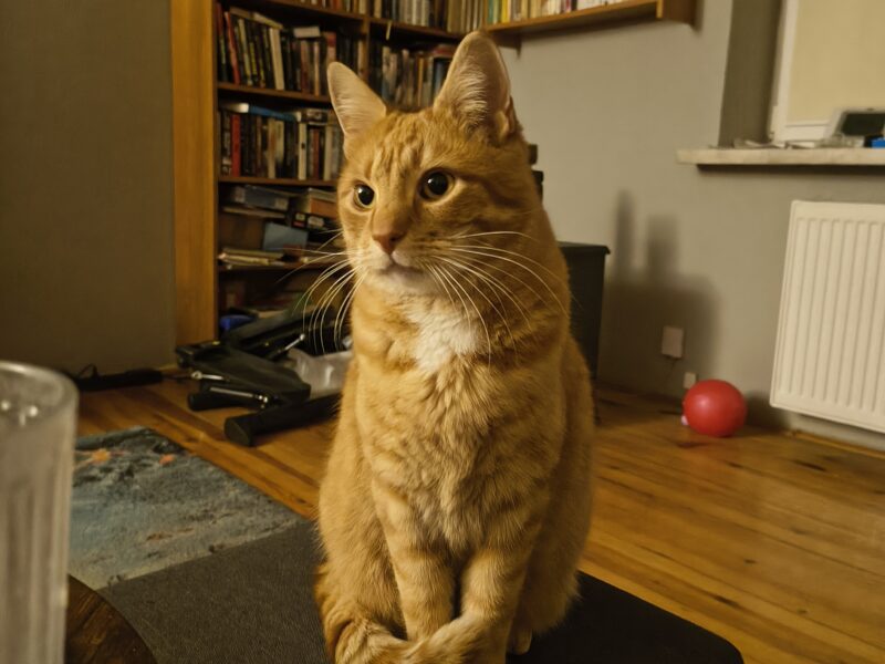 Zaginął nasz kotek Rudy