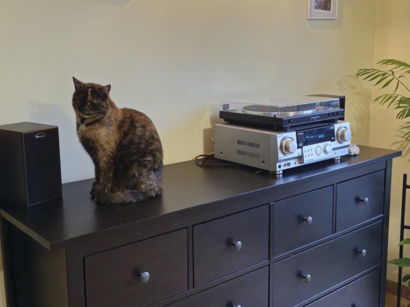 Zaginęła Kotka Bronia