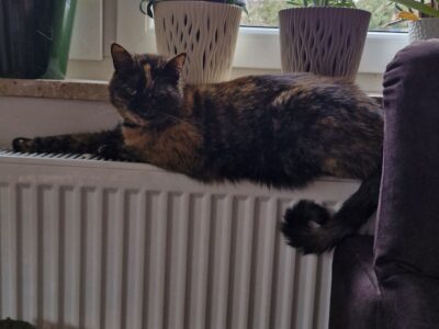 Zaginęła Kotka Bronia