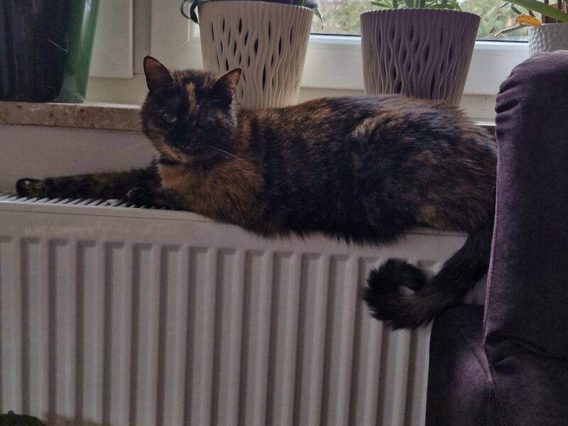 Zaginęła Kotka Bronia