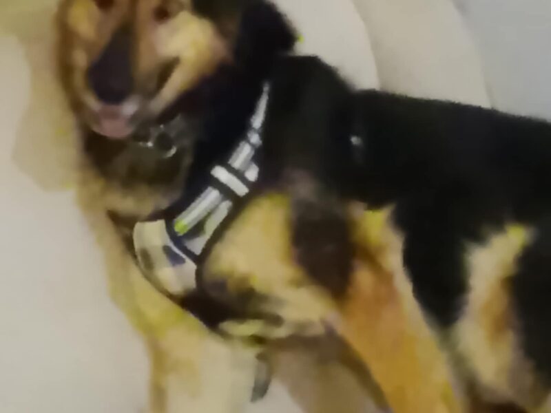 Zaginął Piesek Borowik