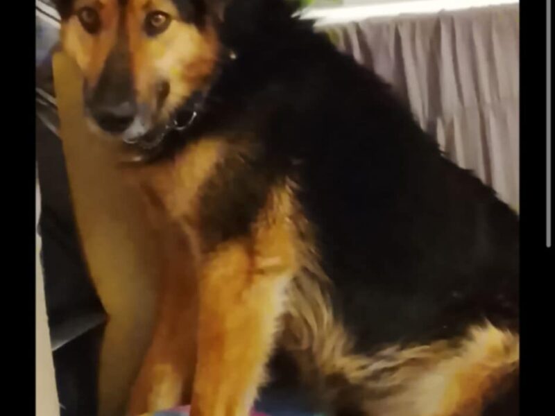 Zaginął Piesek Borowik