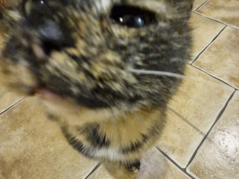 Zaginęła Kotka Bronia