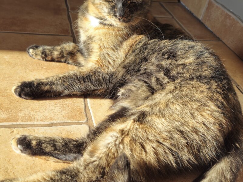 Zaginęła Kotka Bronia