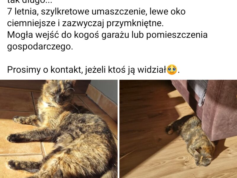 Zaginęła Kotka Bronia